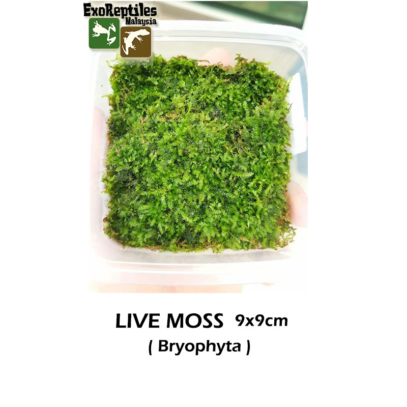 Live Moss 